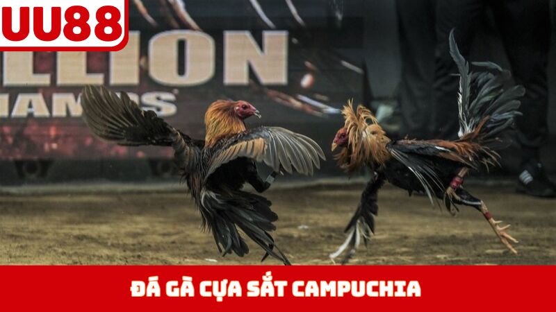 Đá Gà Cựa Sắt Campuchia