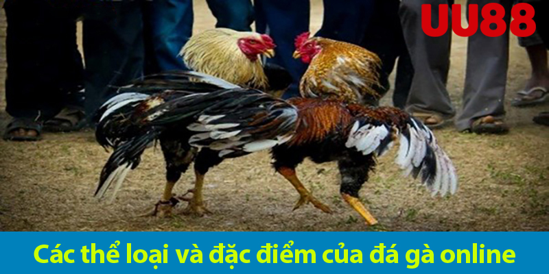 Khám phá thú vị và độc đáo của đá gà online bạn không nên bỏ lỡ