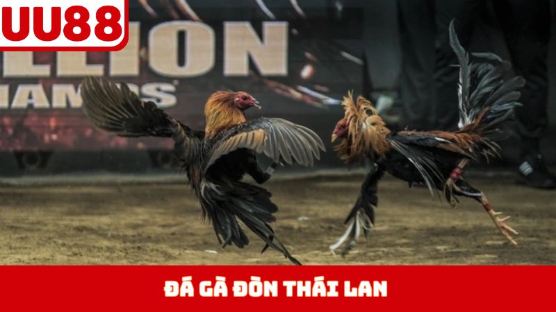 Đá Gà Đòn Thái Lan